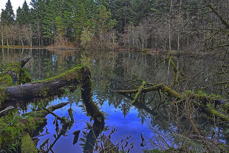 Peavy Arboretum, United States